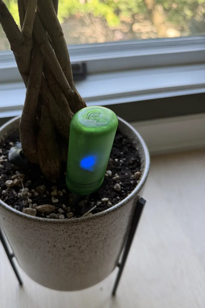 PlantSense in the soil with its status LED glowing